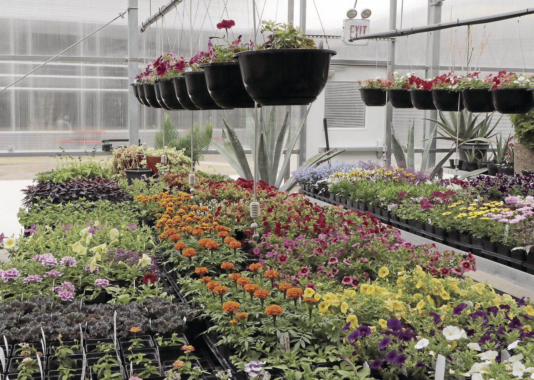 PHOTOSSHSHorticultureplantsale043022326.jpg